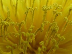 yellow flower stamens close up