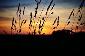 sunset over wild meadow