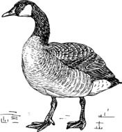 goose bird domestic drawing