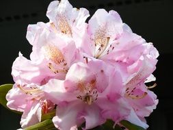pink rhododendron in bloom, dark background