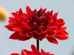lush red flower against the bright sky