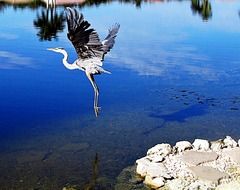 heron in flight over a lake in usa, florida
