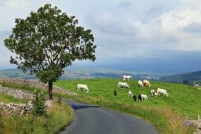 a herd of cows in the meadow
