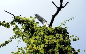 leaves, sky, nature