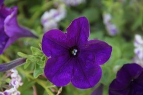 tiny petunia flower