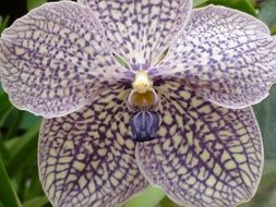violet white orchid close up