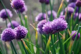 cute purple flowers scenery