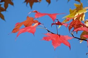 colorful foliage