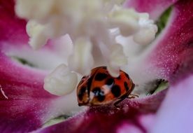 magnificent ladybug macro