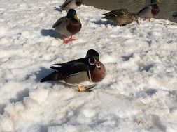 waterfowl ducks on snow