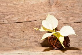 poinsettia flower plant decoratino near wooden wall