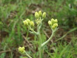 helichrysum arenarium dwarf everlast