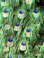 colorful green peacock feathers