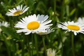 daisies on summer green meadow
