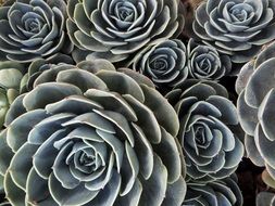 beautiful unusual flower succulent