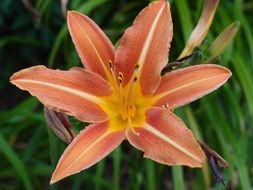 orange day lily flower