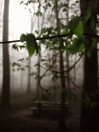 fog in a clearing in the forest