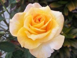 blooming yellow rose on a bush