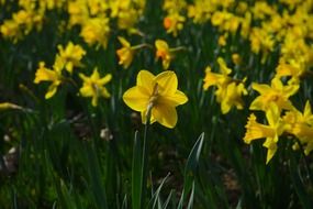 narcissus flower meadow