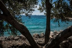 view through the trees on the coast of Croatia