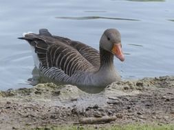 bean goose bird
