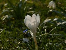 white crocus in spring