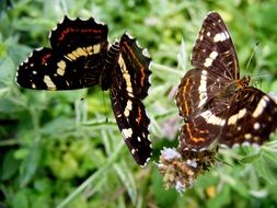 closeup picture of two spotted butterflies sit on a green meadow flower