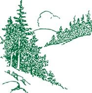 green pine trees picture