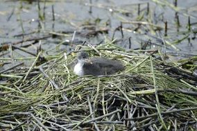 little crake, Porzana parva, young bird in nest at water