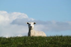 a sheep lies in a meadow