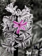 bright pink flower on a black and white photo