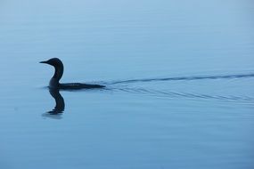 bird swiming in lake evening view