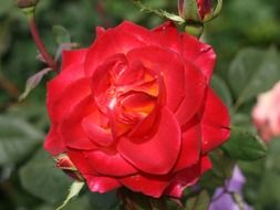 rose red bloom