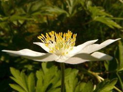 white anemone among garden