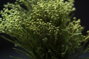 Green plants with green buds