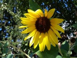summer yellow garden plant