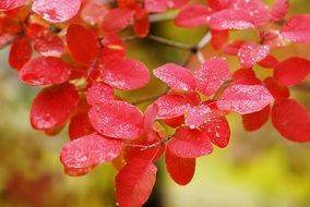 autumn red leaves in the park