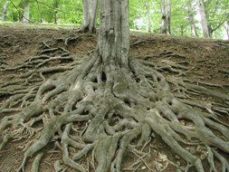 large tree roots outside