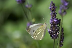 magnificent butterfly on lavender