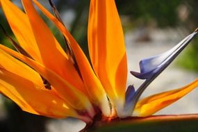 orange leaves of an exotic plant