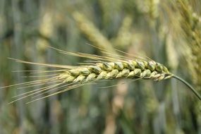 closeup picture of barley in cornfield