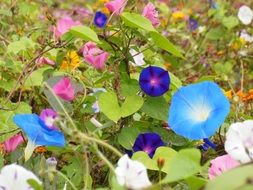 multi-colored flowers among meadow