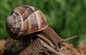 big snail in nature