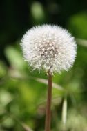 full dandelion flower