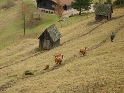 Cows on a valley