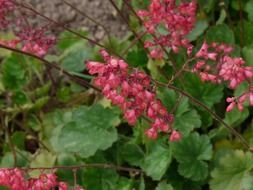 coral bells on long stems