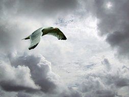 Seagull is flying near the clouds