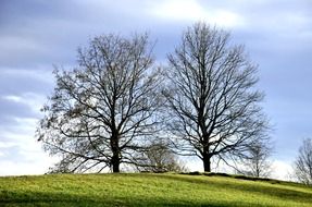 bare trees on hill at sky