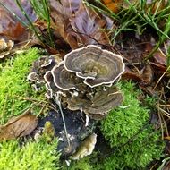 trametes versicolor fungus in moss