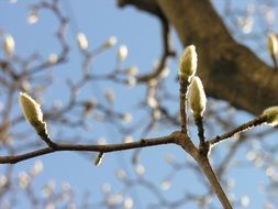 magnolia buds at sky